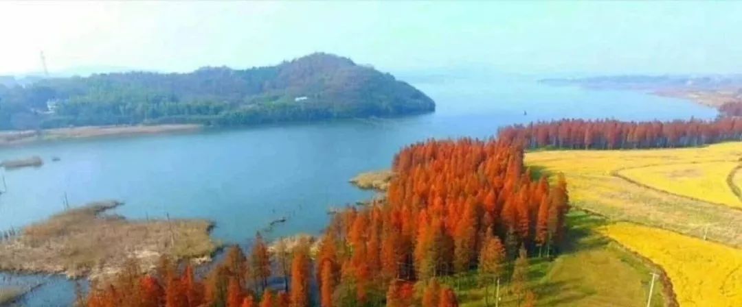 黄亚青(北京) 赞海南千禧圣女果 恰似龙王吐绛珠,珍嵌琼岛海风扶.