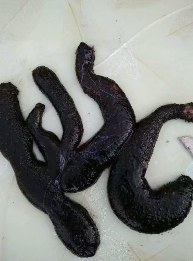 真正的南海野生海参看看长啥样