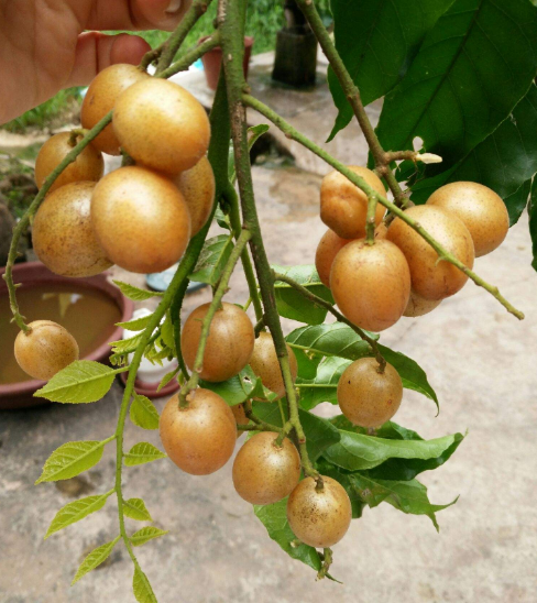 这果子能整个吃不吐籽,一棵结果2000多个,市场供不应求!