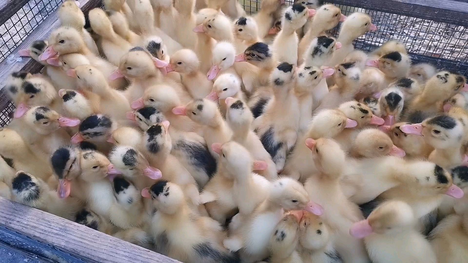小伙在家里养鸭子,今天去看鸭苗,肉涨价哪知道连苗也涨价不少