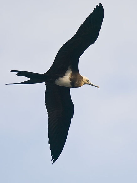 你真的了解白斑军舰鸟吗?给大家科普一下