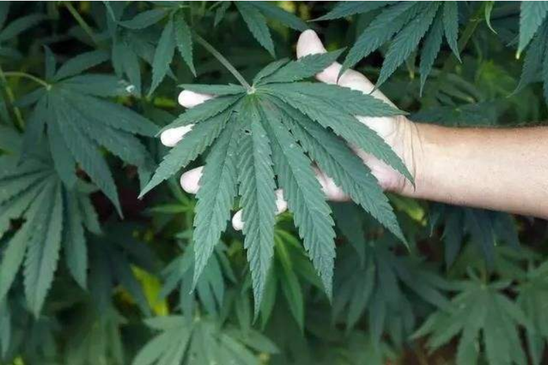 圆圆谈论三农:新兴汉麻作物究竟要怎样种植?汉麻的种植方法