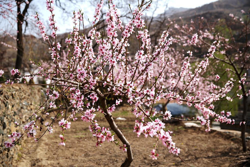 一树桃花开 古村迎春来