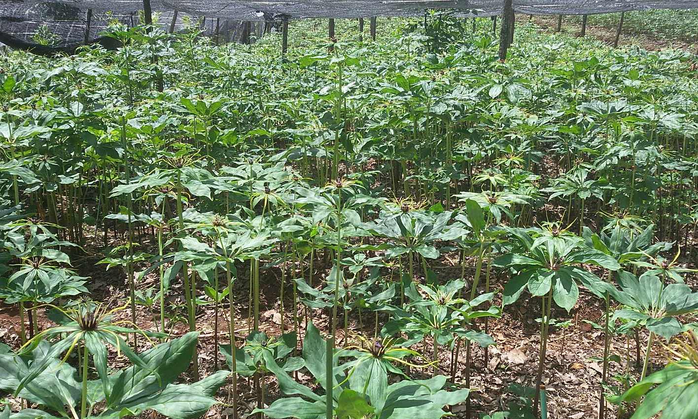 百度爱采购首页 商品专题_白参 优质回答 重楼果实 02重楼的种植前景