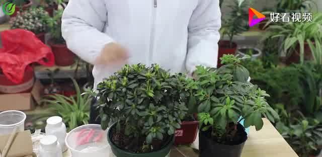 高山杜鹃的养护方法