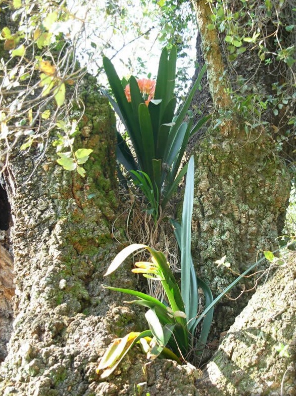 君子兰在野生状态下欣赏