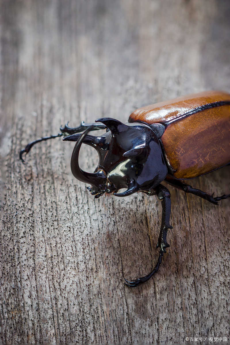 独角仙生长环境介绍