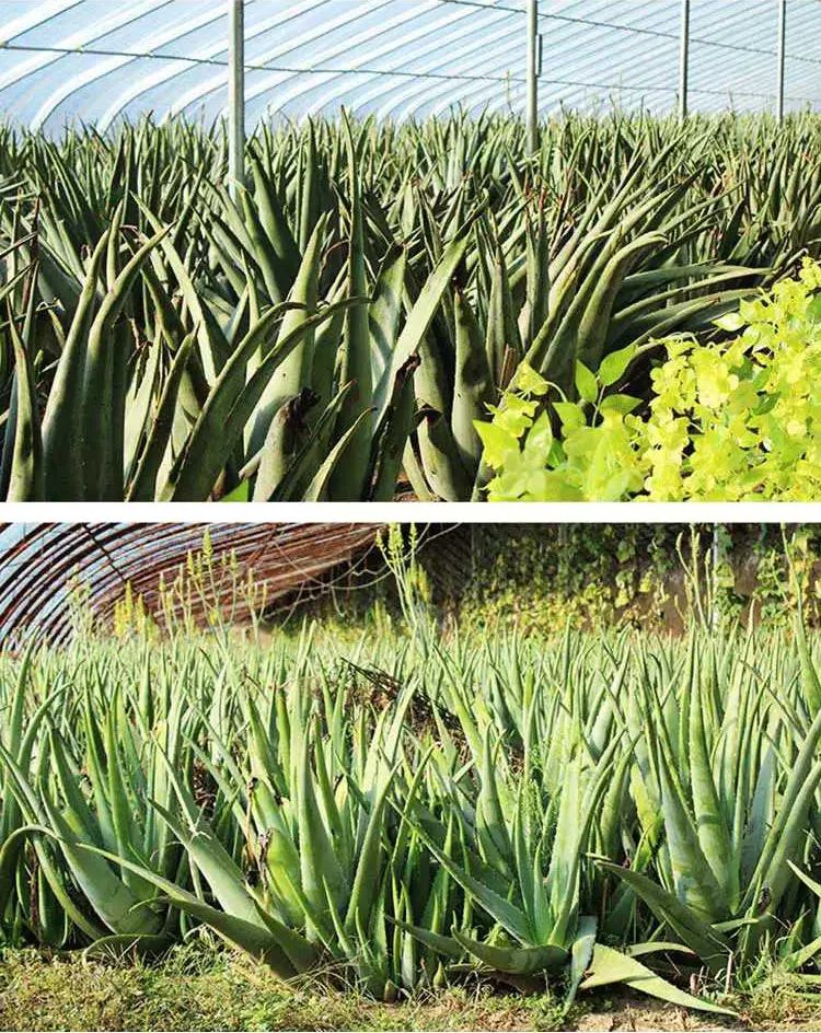 38元包邮 免洗酒精凝胶 澳梦芦荟杀菌450ml*2瓶装 温和不伤手