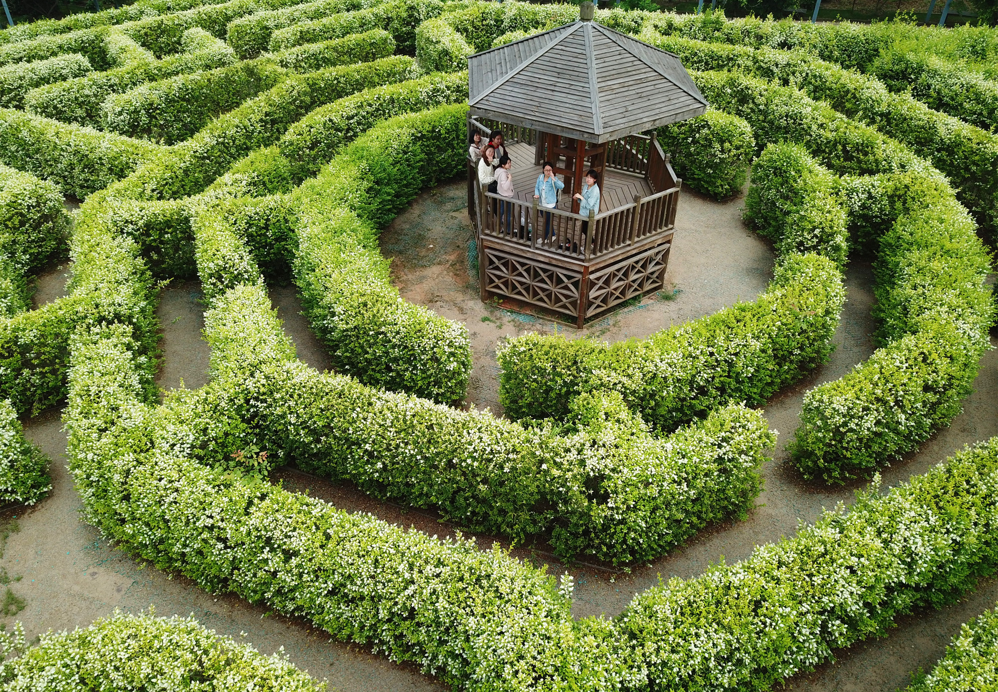 "航拍江西龙虎山植物"太极迷宫""