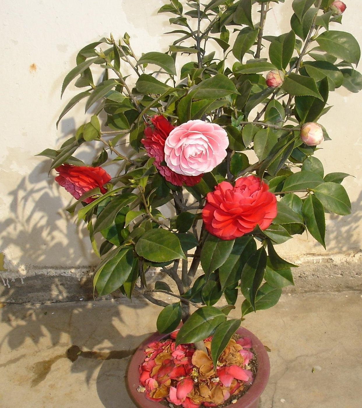 茶花掉叶怎么办?3个"方法",叶片浓绿,花蕾更多,开花满枝