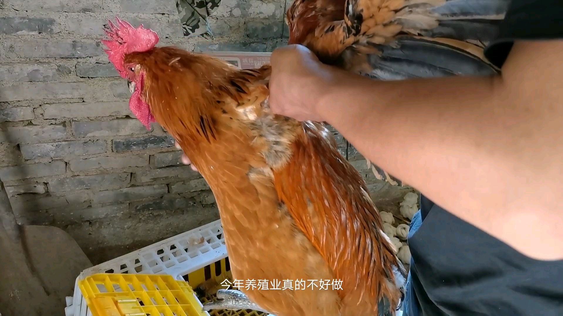 喂了五个月的大公鸡,才卖10块一斤,大家觉得有钱赚吗