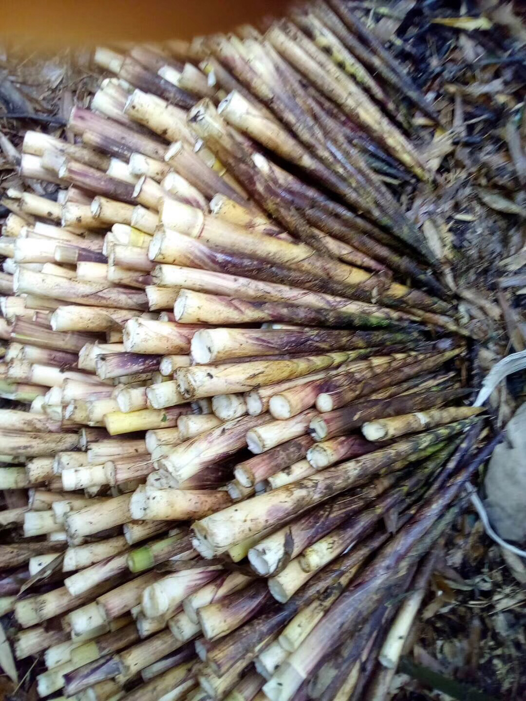 八月笋现在也成为了当地老百姓脱贫致富的重要途径.