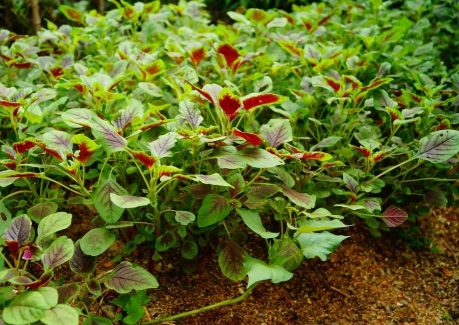 苋菜种植时间及技术要点 - 2020年最新商品信息聚合专区 - 百度爱采购