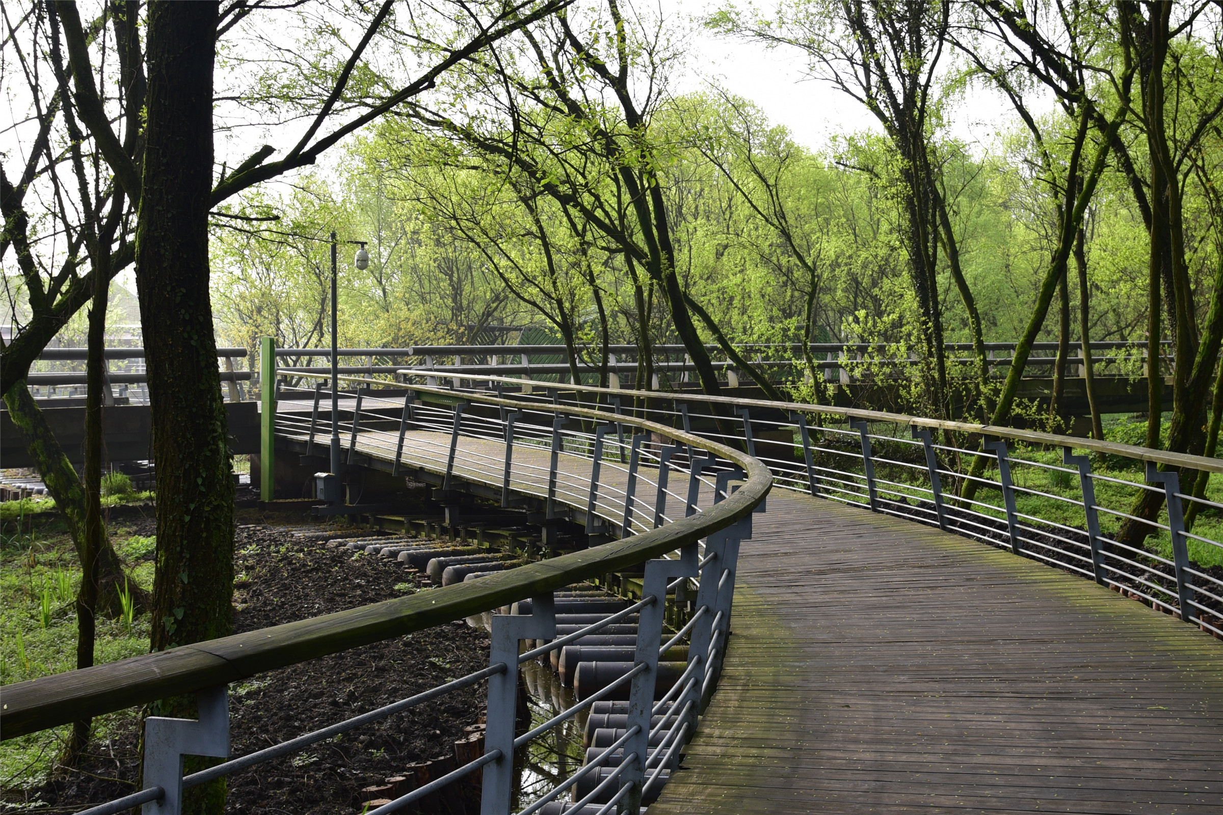 这里除了八卦田,还有免费生态公园,你知道吗?