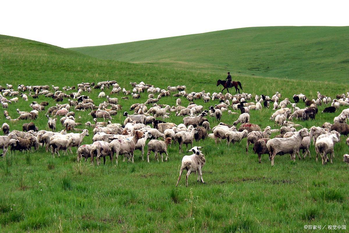 炖羊肉选蒙古草原羊