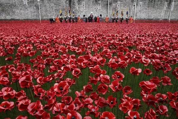 比利时国花,和英国的国殇之花有关系?