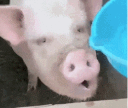 猪喝水动图图片
