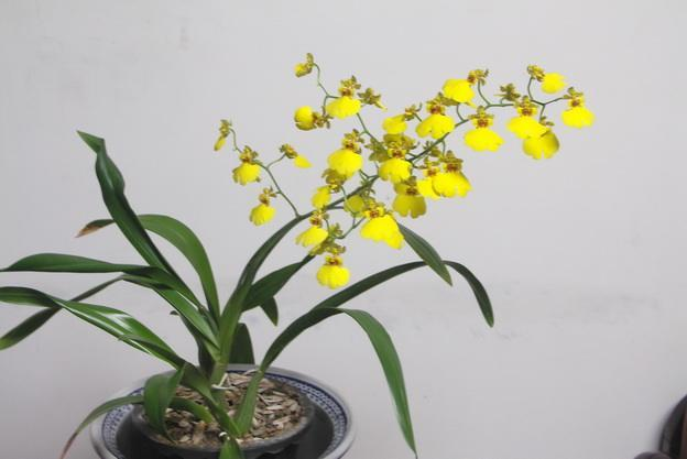 世界上重要的兰花切花品种之一,又极具观赏价值的文心兰!