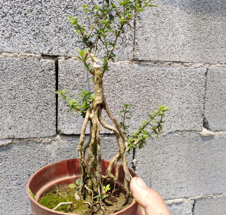 提根六月雪精品盆景欣赏,根部虬劲有力,姿态各异,尽显沧桑之美