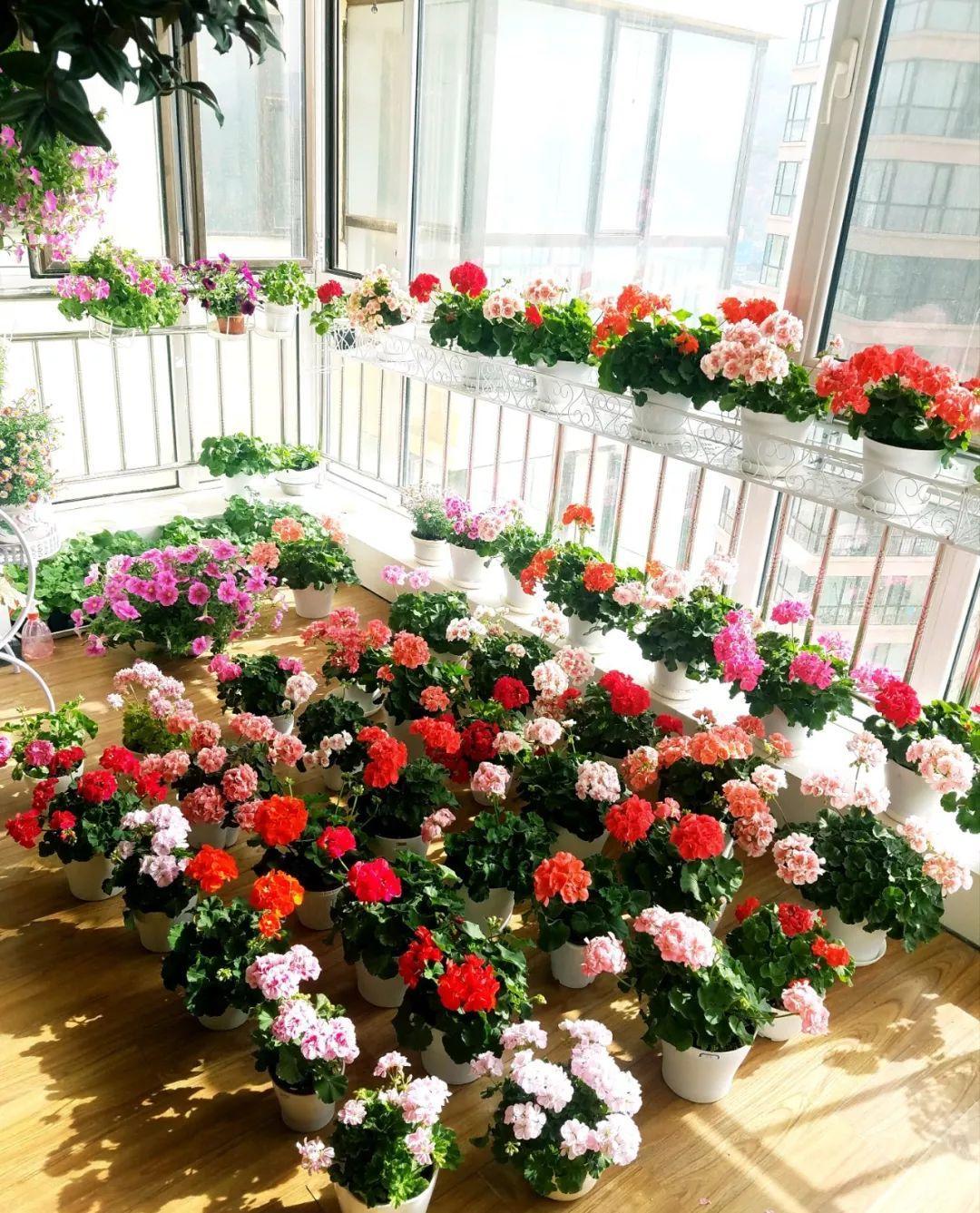 聪明人养花,只养这1种,连开200天,爆满一阳台!