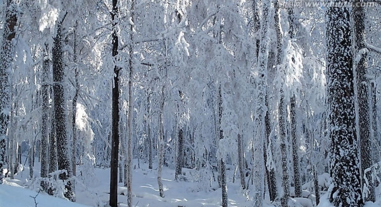 大兴安岭雪花飞舞图片