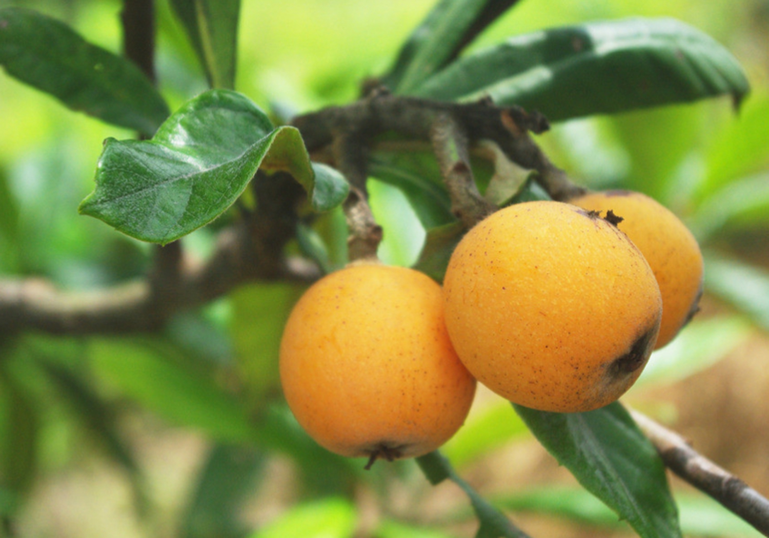 枇杷- 热门商品专区