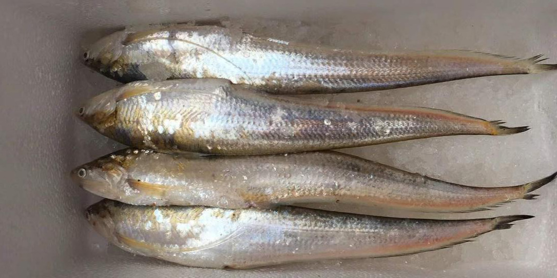 带鱼- 热门商品专区