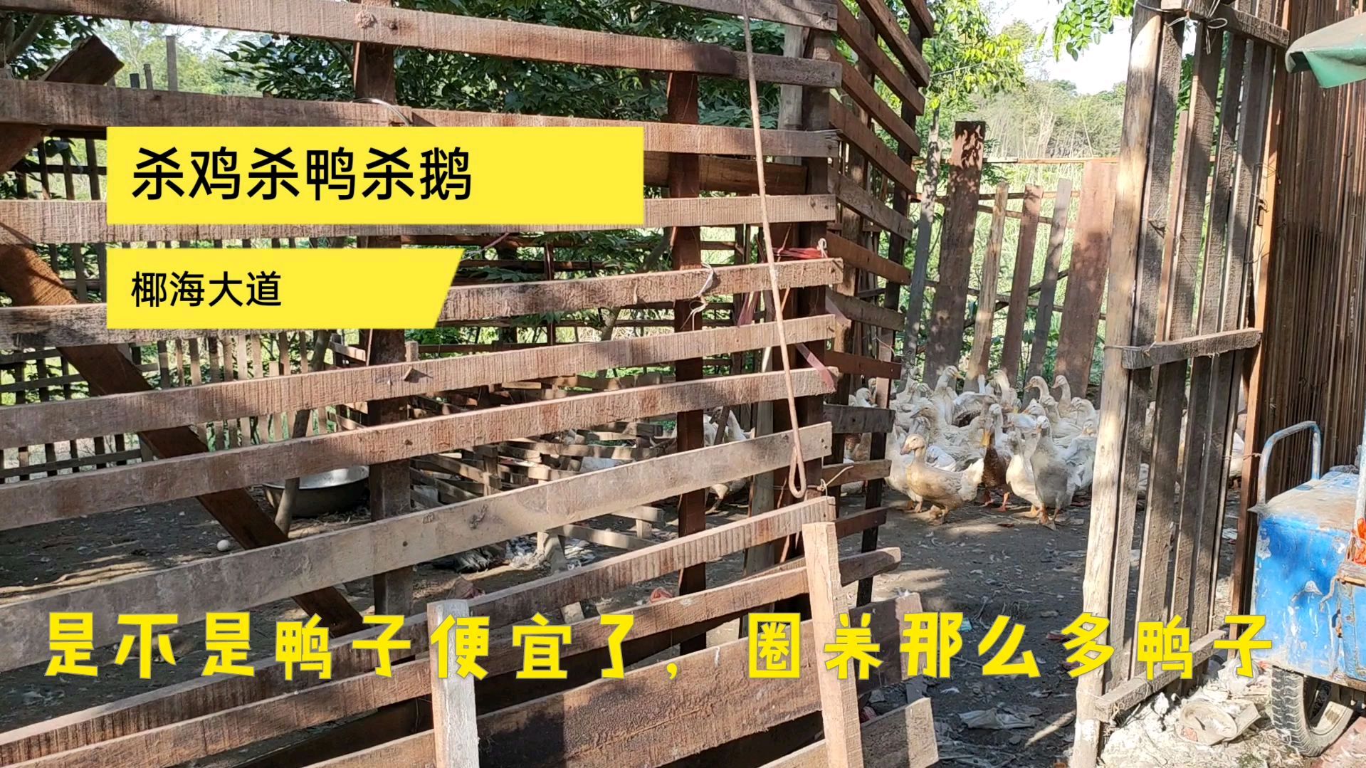 海口最大家禽宰杀点,家禽现买先杀,每只鸡收费3元,非常方便
