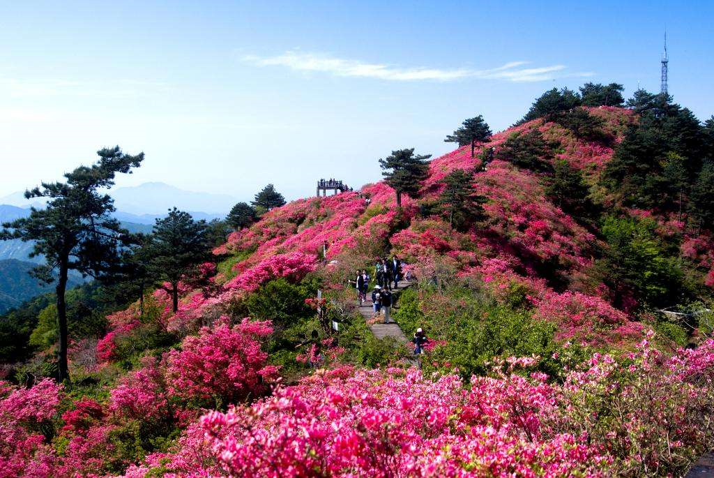 国内网红打卡的花海圣地—千年花龄杜鹃王的金佛山杜鹃花海