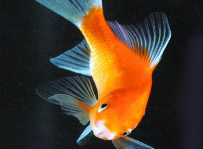 孩子最爱小草金了,家长们买几条回去养咯!