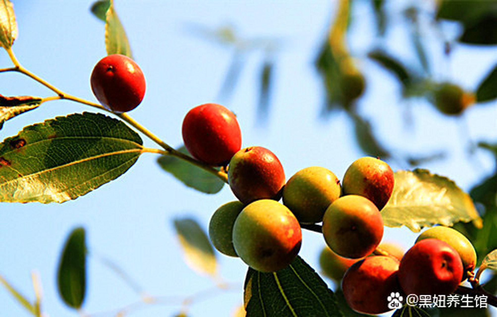 黑妞养生馆,养生早知道  它虽其貌不扬,却是痔疮的克星,每天吃一点