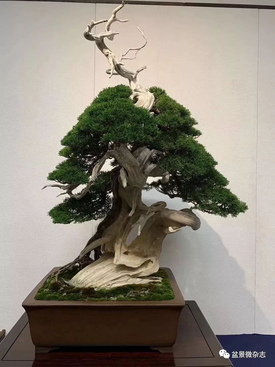 「戴口罩看盆景展」抢先观赏2020年日本第94回国风盆栽展精品