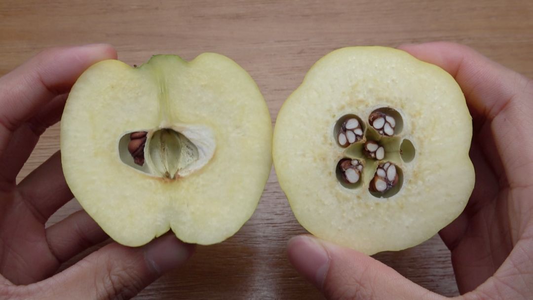 表皮长了很多毛的榅桲果,1斤售价30多元你吃过吗?