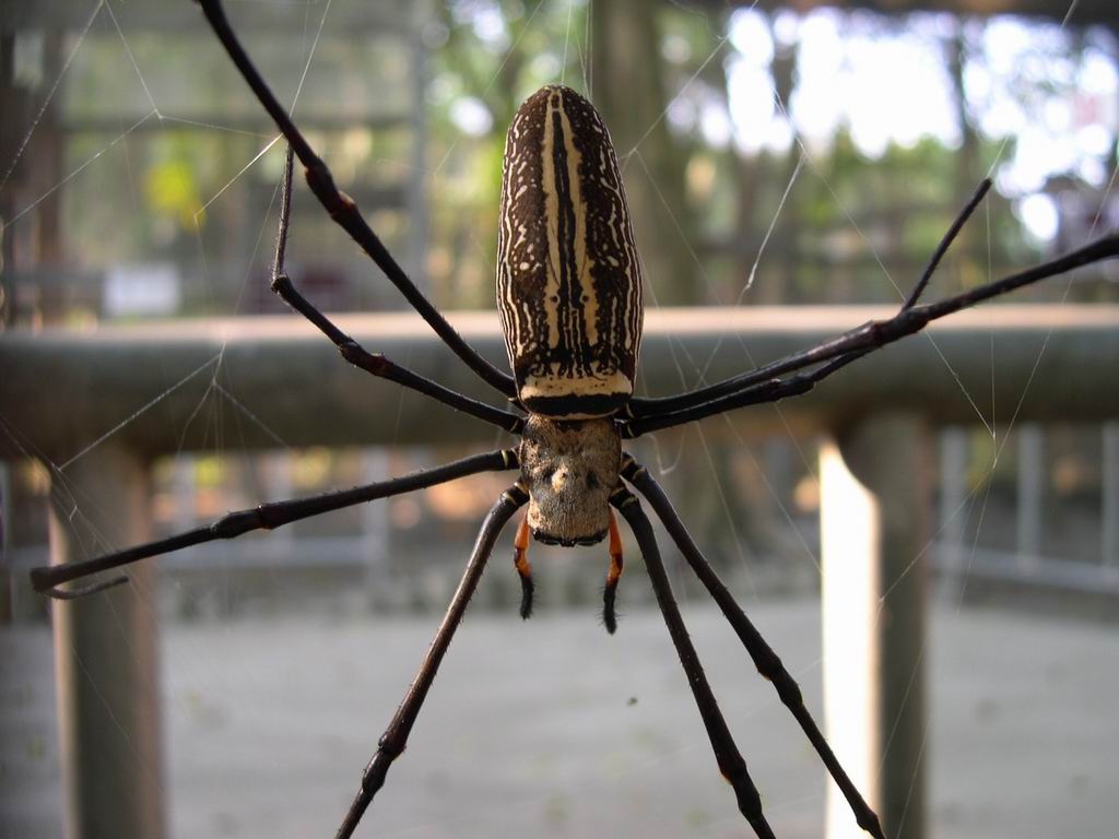 动物知识科普,小编带你了解人面蜘蛛
