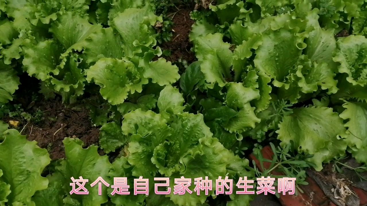 青菜鸡蛋加泡面,用锅煮的,要比用开水泡的好吃的多啊