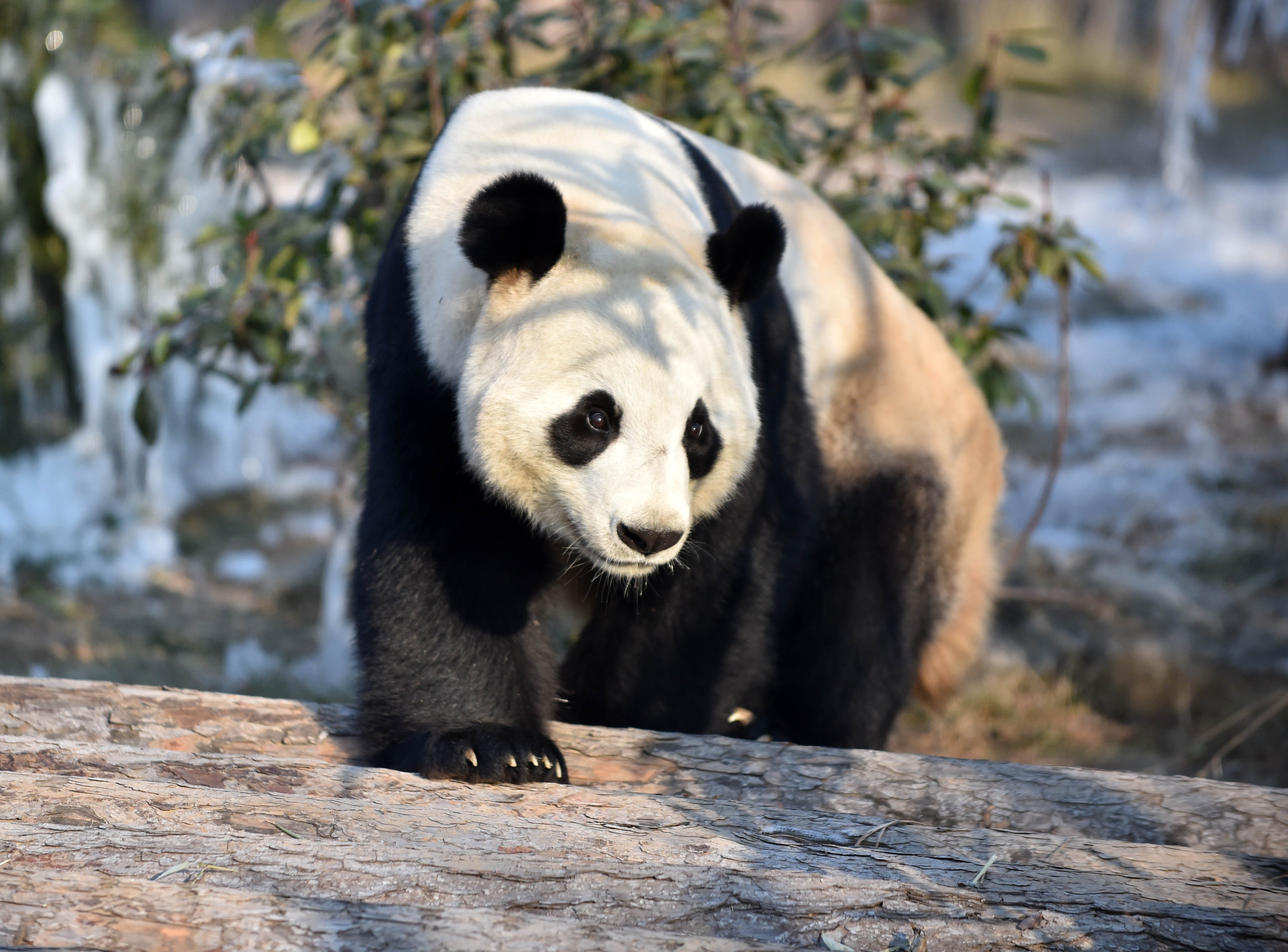 济南:数九寒天熊猫撒欢