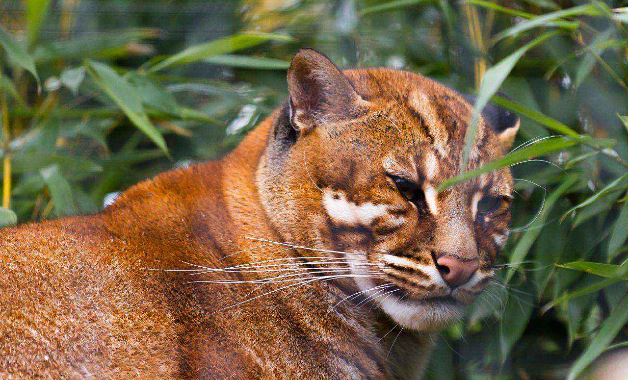 虎生三子,必有一彪,原来真有"彪"这种动物,我国仅存3只!