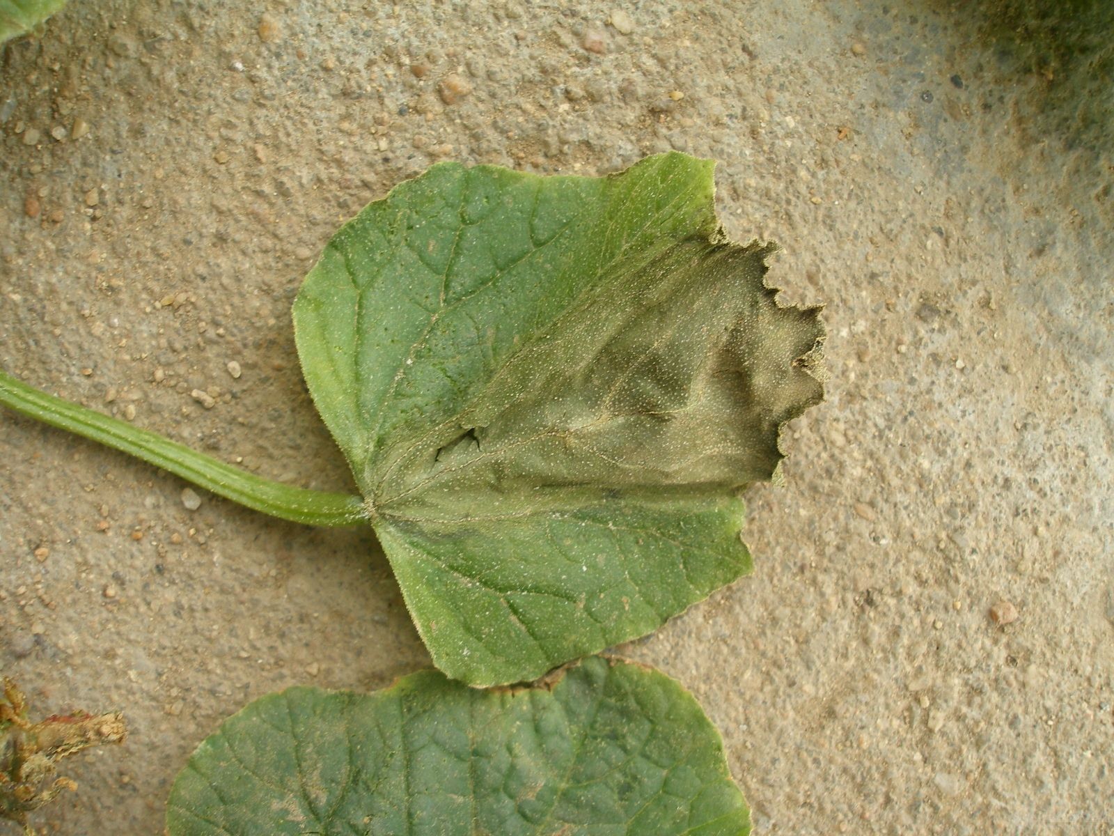 黄瓜的常见病害防治 - 2020年最新商品信息聚合专区 - 百度爱采购