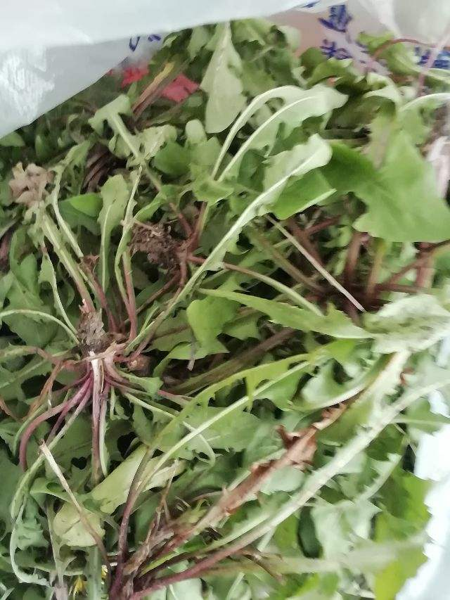 春天野菜蹭蹭冒,房前屋后都在长,半袋子就能炒盘菜