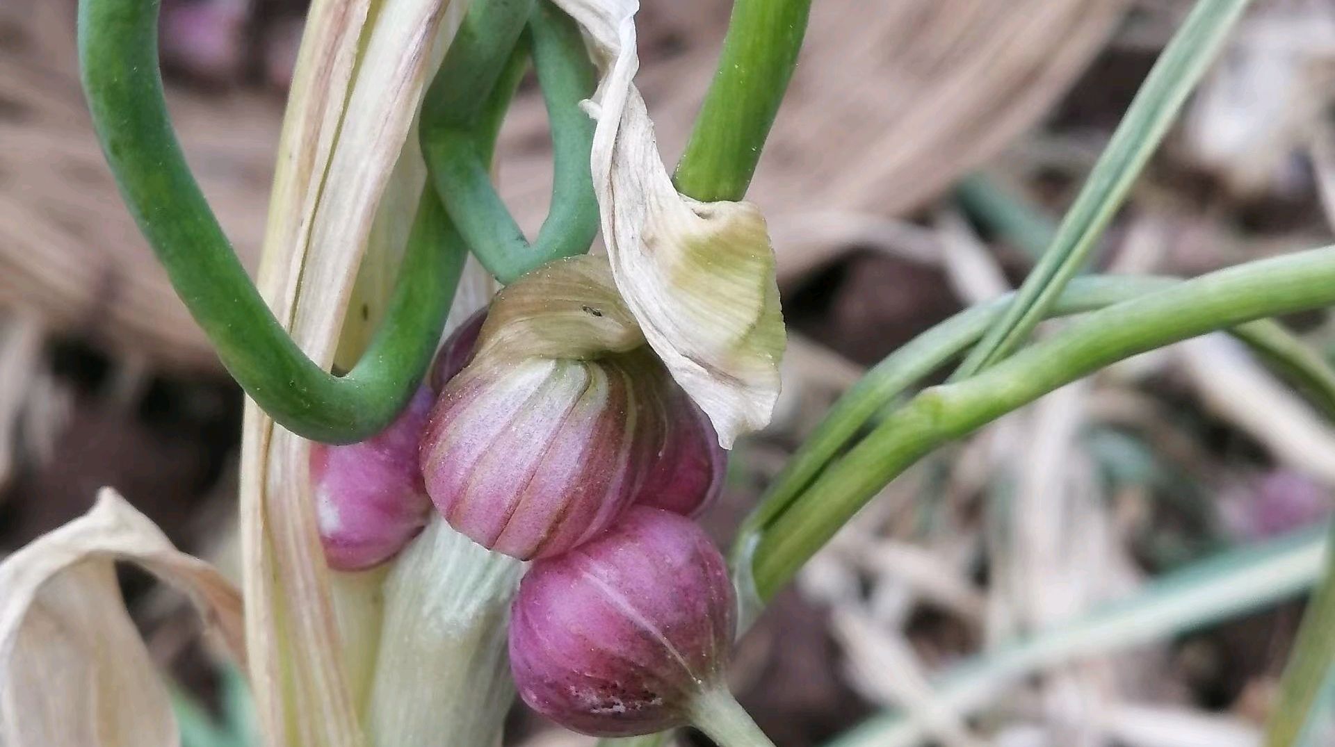 蚯蚓松土的蒜苔花