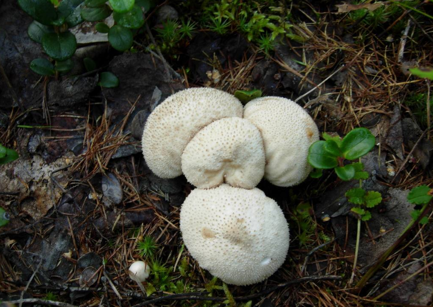 这种农村山上长出来的蘑菇你见过吗?它味道鲜美,还可以用来止血