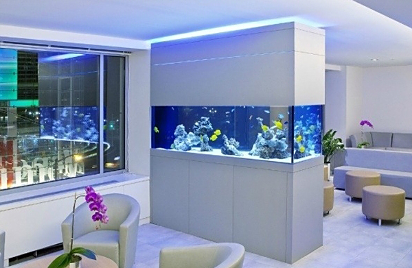 您的鼓励是我努力的唯一动力 家庭养殖观赏鱼,鱼缸的摆放位置怎么才更