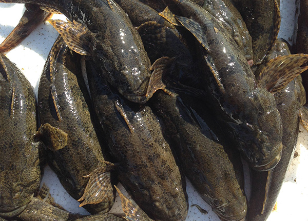 这种丑陋的"四不像"鱼市场价竟然高达150元在看到不要让他跑了