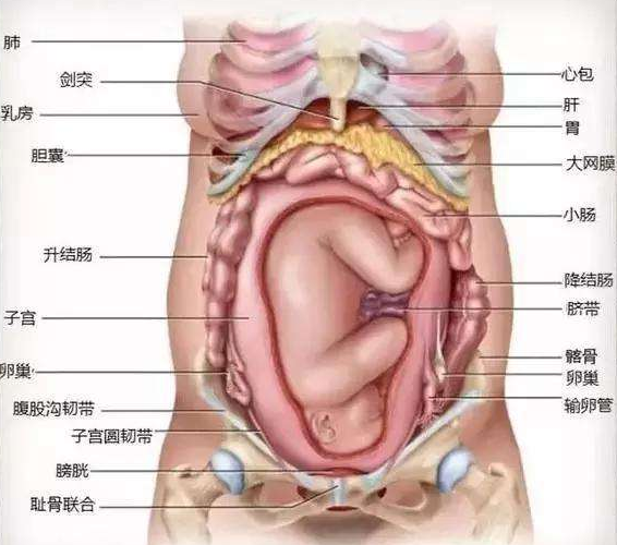 胎儿那么大,孕妇的内脏都在什么位置?看完这几张图想哭一会儿