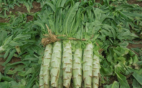 莴苣- 热门商品专区