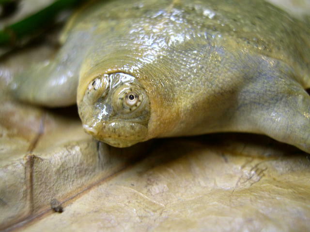 这个"水中大熊猫"已极度濒危,鼋拯救行动计划来了