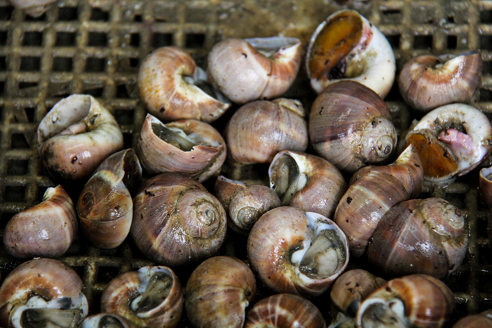 有一次,我和几个小伙伴在湖边玩,突然发现湖里有很多漂螺,我们就想试