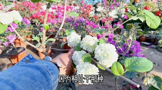 [图]临沂花卉大集中华木绣球，70元一棵贵吗？识货的看看是斗球吗