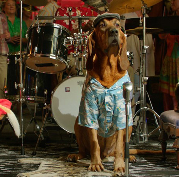 来吸汪!《萌犬好声音》曝新春海报内地定档3月24日