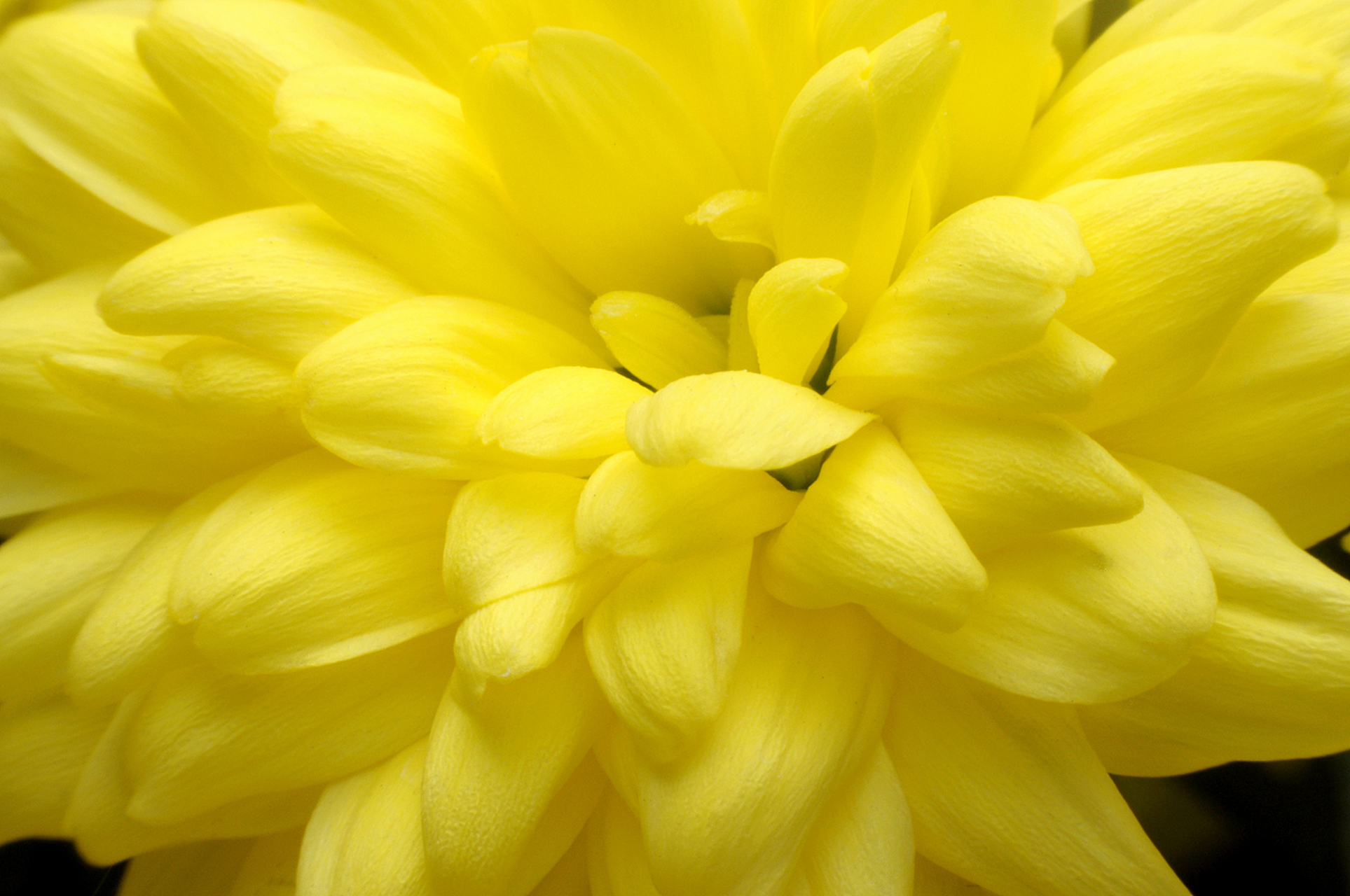 黄金宝塔花是一种观赏植物,具有清热解毒,消肿止痛的药用价值.